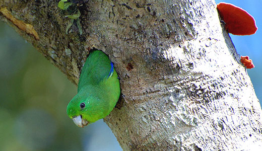 Eisenberg, Humane Society on mistreatment of exotic birds