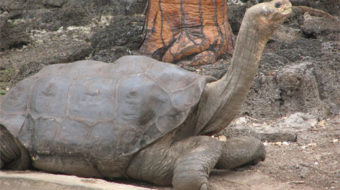 Amidst 40th anniversary, attacks on Endangered Species Act persist