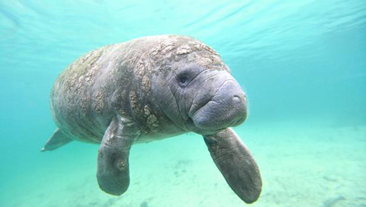 This month in history: Are you aware of manatees?