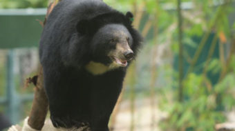 Bear rescue center faces risk of profit-driven shutdown