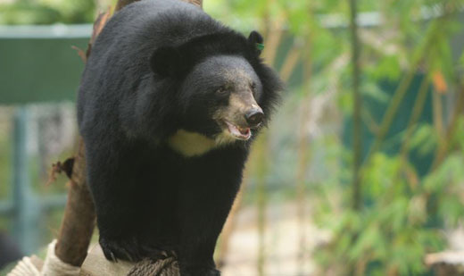 Bear rescue center faces risk of profit-driven shutdown