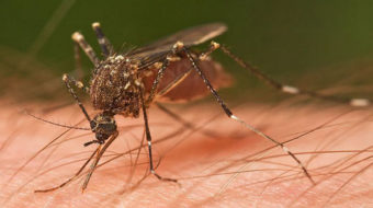 West Nile virus worsening with climate change
