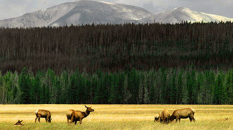 National Park Service anniversary is bittersweet in face of growing perils