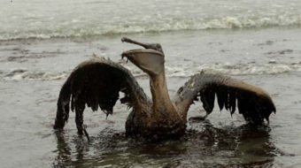 Major oil-water spill darkens Alberta, Canada