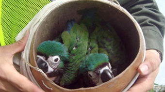 Crackdown on illegal pet trade