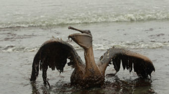 Environment watchdogs demand long suspension for BP