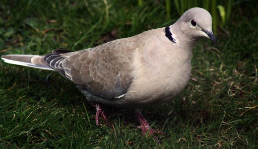 NRA fights for right to torture pigeons