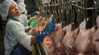Campaign exposes widespread abuses of poultry industry workers