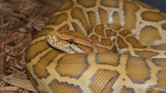 Pythons invading Everglades, hunting animals to extinction