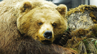 Is Russia a threat in Ukraine?