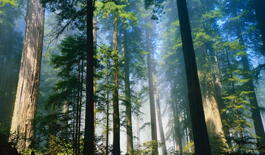 Drought turning Golden State’s redwoods brown