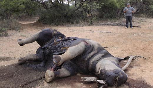 Rhino killings on the rise in South Africa