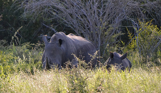 western black rhinoceros already gone extinct western black rhinoceros already gone extinct
