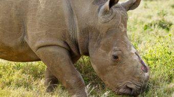 South Africa deploys anti-poaching plane