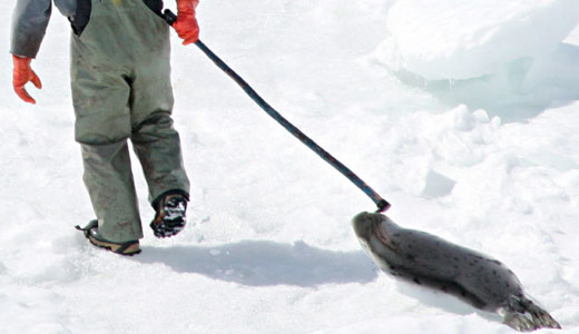 Is seal killing at an end?