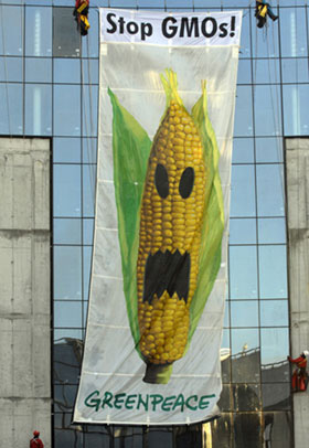 “Agent Orange corn” and herbicide spark concern