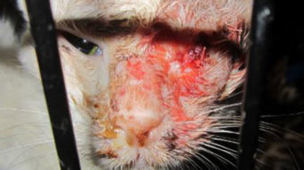 Cats at Caboodle Ranch subjected to horrific conditions