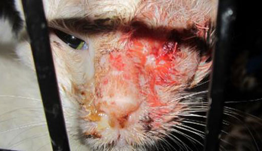 Cats at Caboodle Ranch subjected to horrific conditions