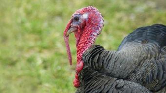 Animal abuse: Some food for thought this Thanksgiving