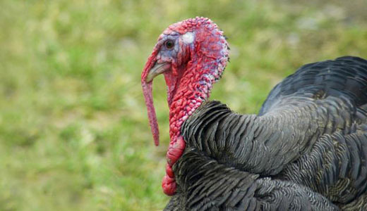 Animal abuse: Some food for thought this Thanksgiving