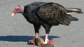 Argentina, “vulture” funds, and the U.S. Supreme Court