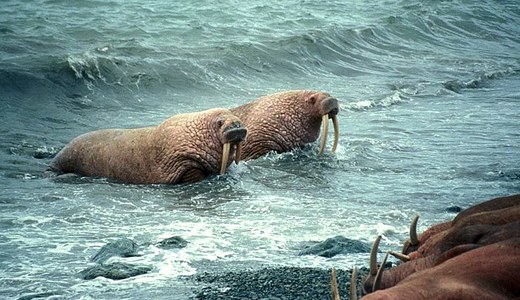 With walruses on thin ice, Shell pursues Arctic drilling