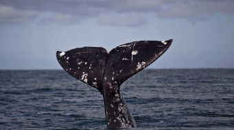 Canada, bowing to oil companies, fires ocean scientists