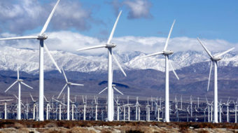 Wind farm impact on wildlife debated