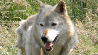 Animal protection thrown to the wolves