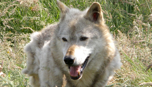 Animal protection thrown to the wolves