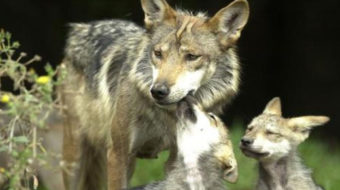 From Idaho to Utah, “wolf massacre” continues