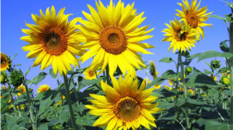 Survival and generosity: Lessons from sunflowers