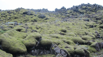 Iceland: These mossy stones spin a story of Western democracy