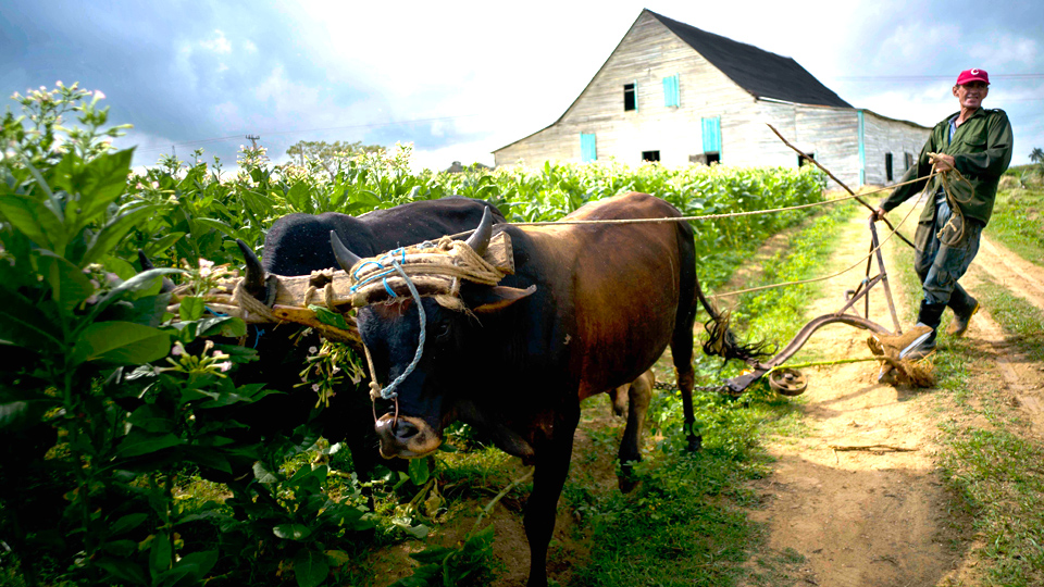 Ecological agriculture in Cuba: Key to sustainability