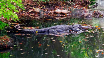 Trump draining the swamp: Another promise broken