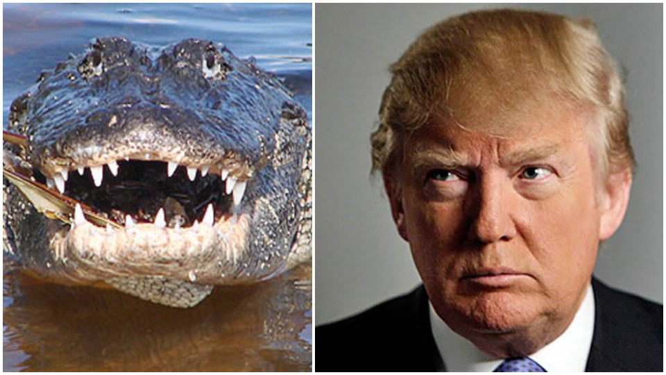 Comparing Trump administration to alligators is insult to alligators