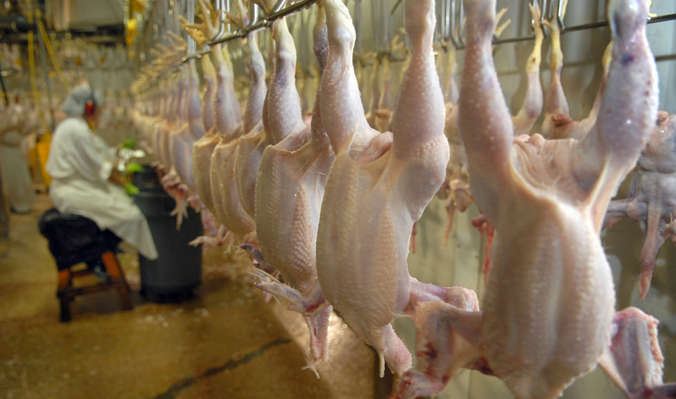 UFCW, top anti-poverty group oppose chicken industry speed-up scheme