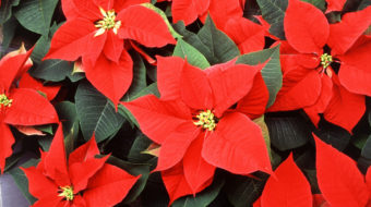 Felices fiestas a nuestros lectores