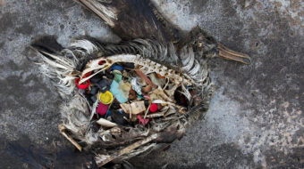 New report on efforts to beat plastic pollution