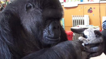 Koko the gorilla, 46: An ‘icon for interspecies communication, empathy’