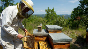 France: Beekeepers struggle to survive as hives continue to die off