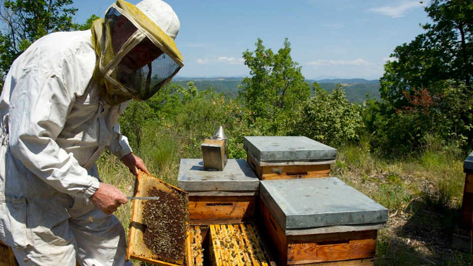 Gain new skills and learn about bee-keeping in Chaussin, France