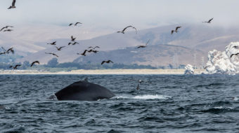 65 California Cities, Counties Oppose Trump’s Offshore Drilling Plan