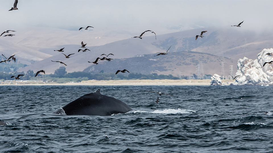 65 California Cities, Counties Oppose Trump’s Offshore Drilling Plan