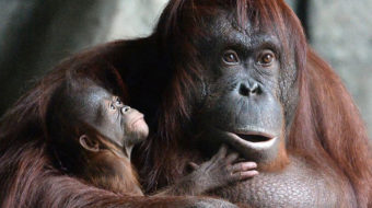 Ravaged by deforestation, Borneo loses nearly 150,000 orangutans in 16 years