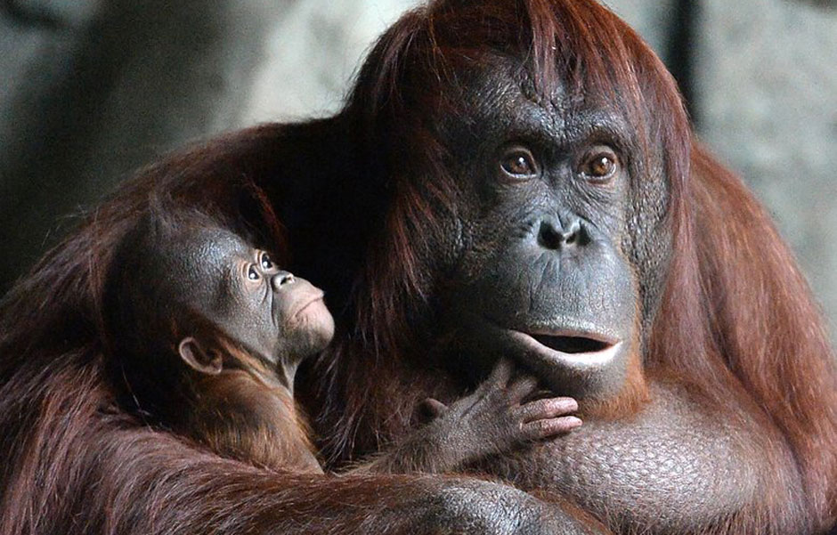 Ravaged by deforestation, Borneo loses nearly 150,000 orangutans in 16 years