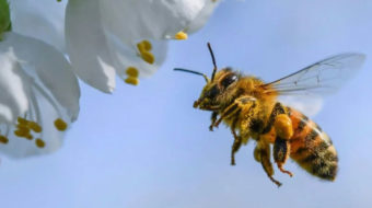 Why is Cuba having the healthiest bees?