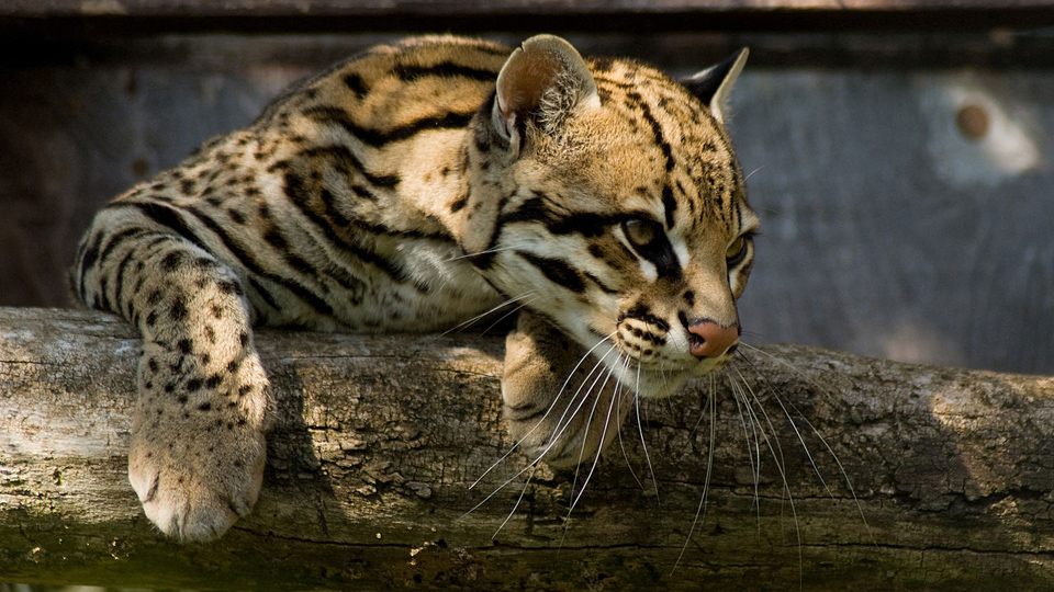 Trump’s wall: A death sentence for wildlife