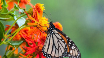 Bulldozing butterflies for Trump’s border wall