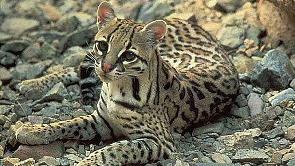 Rare footage of Arizona ocelot shows what could be lost by border wall